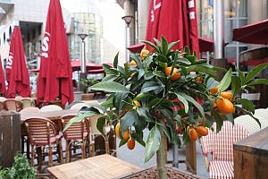 Orange Tree Terrace, Kempinski Corvinus Budapest