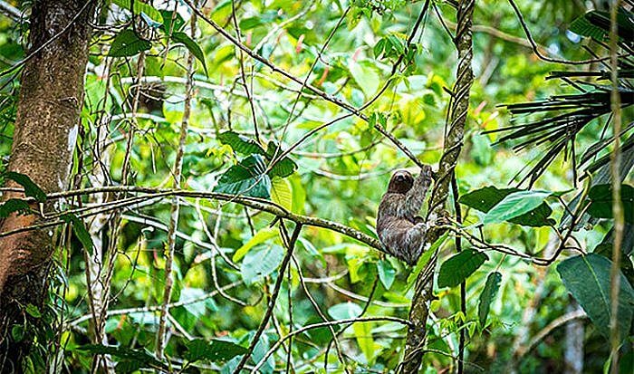 Sloth, Nayara Gardens (Photo courtesy of Nayara Gardens)