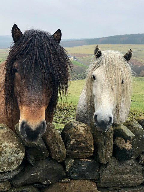 pedigree highland ponies, errichel farm highland perthshire, scottish highland ponies at errichel house