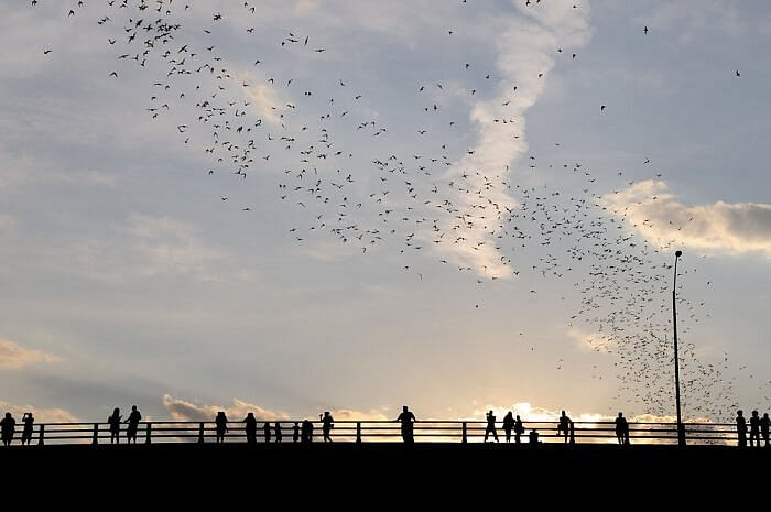 Bats at sunset in Austin Texas