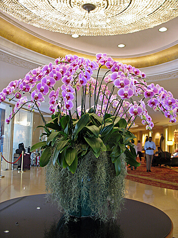 Orchids in lobby of Shangri-La Bangkok (Photo by Susan McKee)