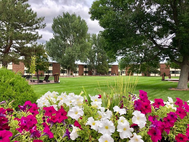 Violet and white petunia flowers frame the grass, tree-lined courtyard area at the hotel.