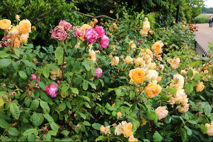 flowers in Hyde Park, London