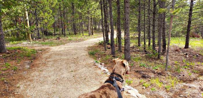 Pet-friendly Indian Peaks Lodge features many walking trails.