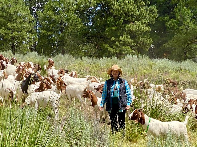 Travel writer Nancy D. Brown is surrounded by American Range goats at Silvies Valley Ranch in Seneca, Oregon.