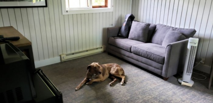 pet friendly Coyote Ridge cabin living area with sofa sleeper at Grand Lake Lodge. Photo: Diana Rowe