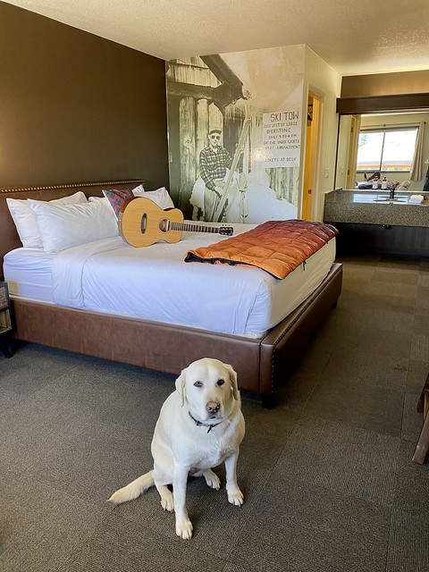 Pet-friendly Campfire hotel room with king bed.