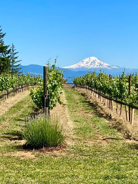 vineyard and Mt. Adam view from Stave and Stone Wine Estates, Hood River, Oregon 