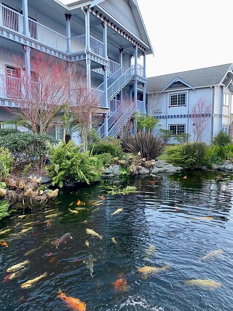 Some hotel rooms offer garden views of the Koi pond at Best Western Plus Bayshore in Eureka