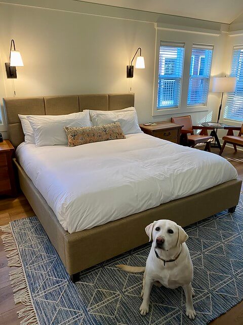 Dog-friendly Armstrong House king bed.