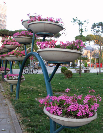 Pink Catchfly in sidewalk containers in Tirana, Albania, in May 2022 (Photo by Susan McKee)