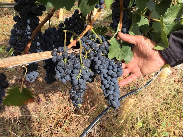 Okanagan grapes, British Columbia Canada