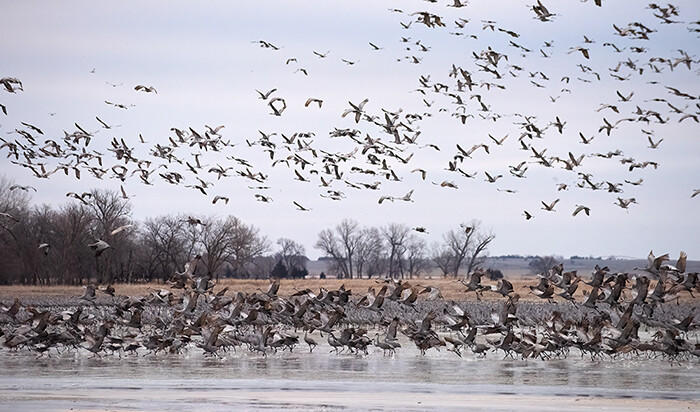 Hundreds of sandhill cranes take off from the river