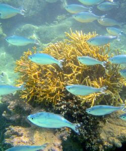 Snorkeling at InterContinental Tahiti