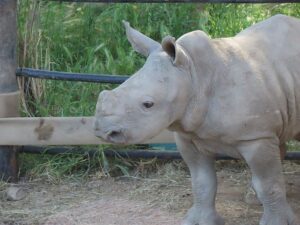 Baby rhino at Safari West in Sonoma County wine country