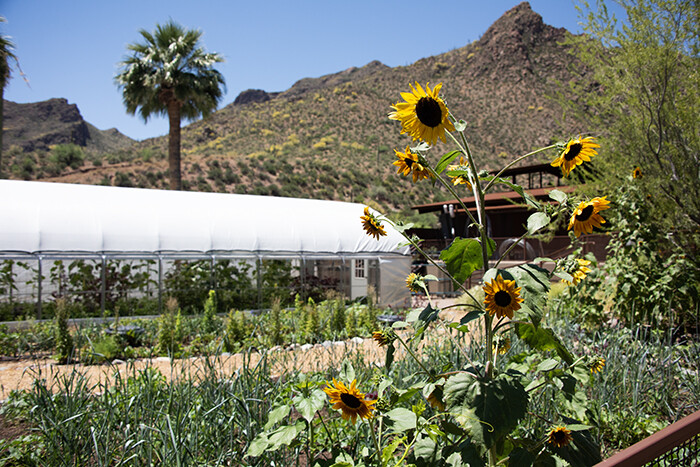 Sunflowers grow in gardens with greenhouse in background