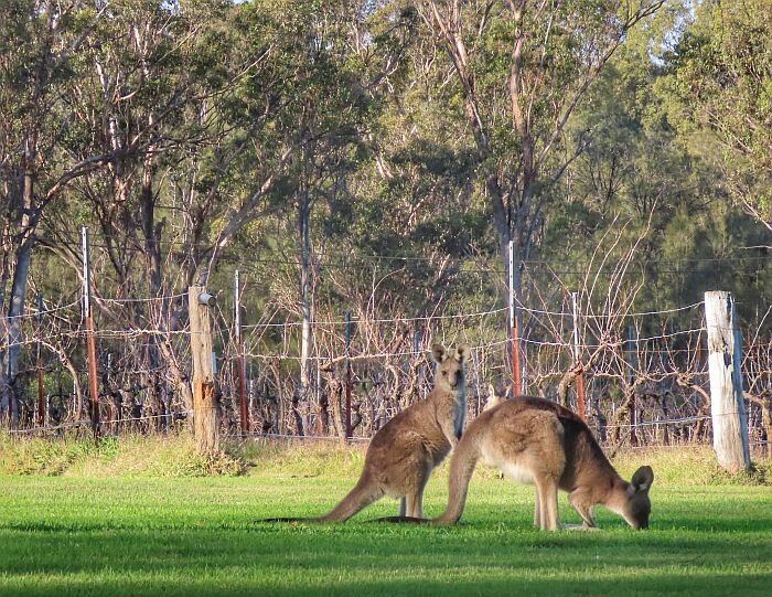 kangaroos at Spicers Vineyards Retreat in Hunter Valley Australia