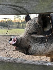 Wiglet the pig at Spicers Vineyards Retreat in Hunter Valley Australia