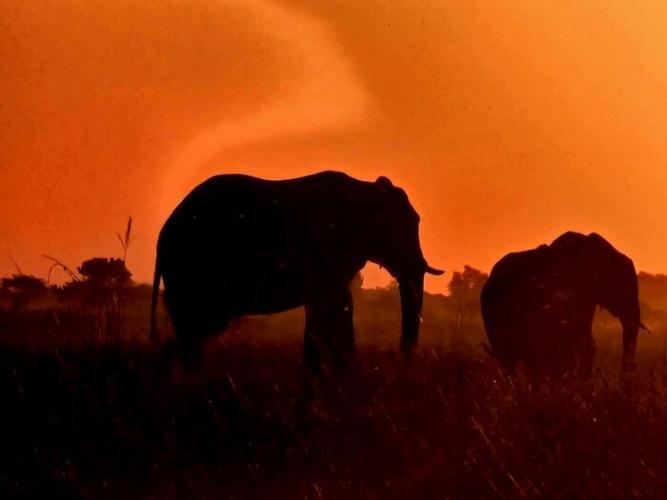 An orange sunset in South Africa with an elephant profile in silhouette
