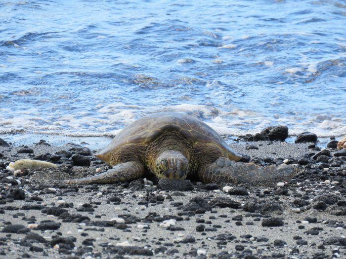 Green Sea turtle on the beach at Fairmont Orchid