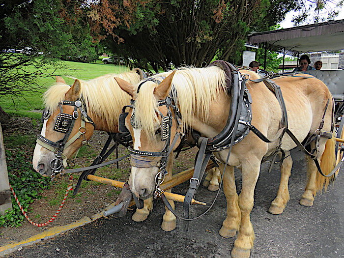 A carriage ride is a great way to get to know Lexington Virginia.