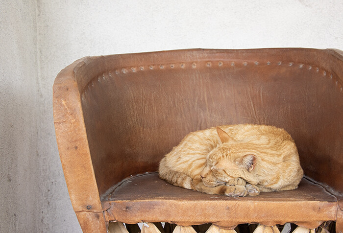 Orange farm cat curled up on chair