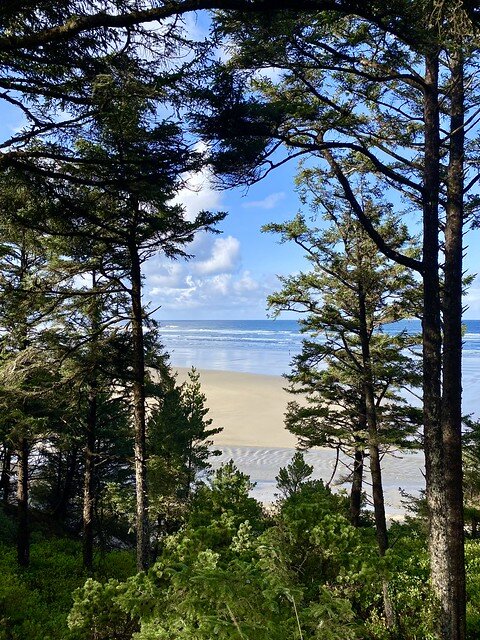 View of Agate Beach and the Pacific Ocean on a sunny day through a forest of trees in Newport, Oregon.