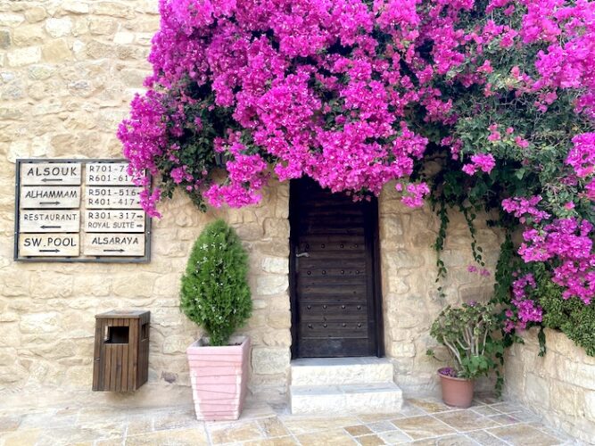 Flowers in bloom, Hayat Zaman Hotel, Petra, Jordan