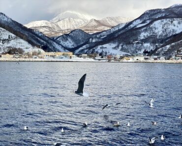 Rausu Daiichi Hotel: A Bird-Lover’s Nest in Hokkaido, Japan