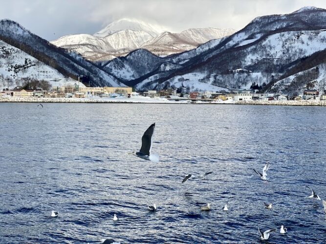 Bird-watching on Rausu Harbor, East Hokkaido, Japan