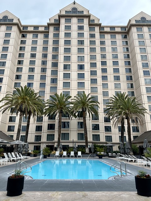 Rooftop pool with 4 large Palm Trees with Signia by Hilton San Jose hotel rooms in the background. Lounge chairs surround the rectangular-shaped outdoor swimming pool. 