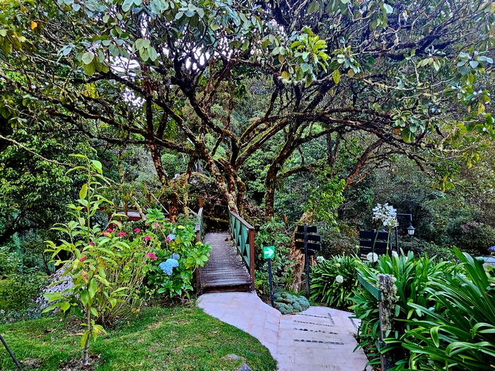 Walkway at Trogon Lodge with Large Tree