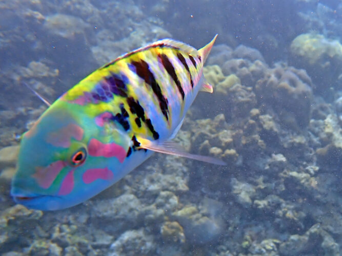 Multicolor tropical striped fish in clear ocean water.