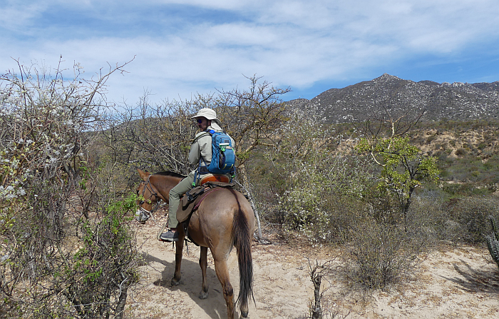 mule riding in Baja Sur