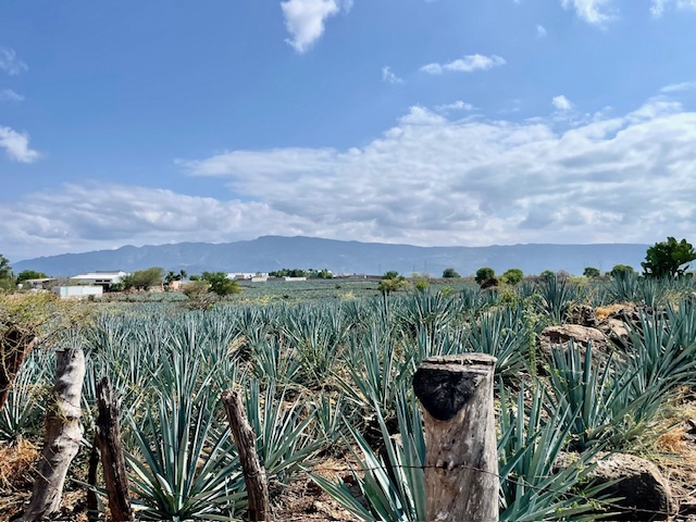 agave fields