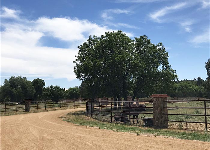 Cattle graze on green grass alongside a dirt road